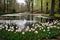 a still pond surrounded by delicate tulips in full bloom