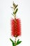 Still Portrait of a blooming Bottlebrush Plant