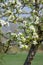 Still relatively young Apple tree with first Flowers