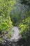 The still and warm forest hiking path