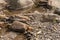 Still water puddle in Nenana River in Denali Park, AK, USA