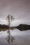 Still water and tree at Loch Pityoulish in the Cairngorms National Park of Scotland.