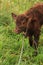 Still wet newborn baby Red Angus calf roped in lush Missouri ranch pasture for measuring, weighing and tagging.