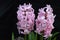 Stillife flowers hyacinth