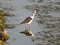 stilt fishing bird wading black long beak