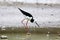 Stilt (Himantopus himantopus)