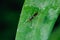 Stilt-Legged Flies on the leaves