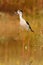 Stilt in a pond looking for food