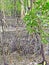 Stilt roots of mangrove trees in Sungei Buloh Wetland Reserve, Singapore