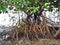 Stilt roots of mangrove trees in Sungei Buloh Wetland Reserve, Singapore