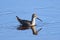 Stilt Sandpiper