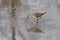 Stilt Sandpiper bird