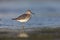 Stilt sandpiper, Micropalama himantopus