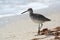 Stilt Sandpiper walking