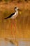 Stilt in a Spanish pond