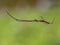 Stilt spider stretched on its web 2