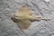 Sting ray fish on sea surface