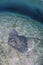 Sting Ray on Sandy Bottom of Bahamas