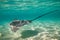 sting ray in the shallow water of Moorea lagoon