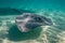 sting ray in the shallow water of Moorea lagoon