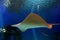 Sting ray swim in Shark Poo in Eilat, Israel