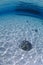 Sting Ray Swimming on Sandy Bottom of Bahamas