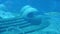 Sting ray swimming underwater. The short-tail stingray or smooth stingray Bathytoshia brevicaudata