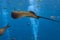 Sting ray swimming underwater. The short-tail stingray or smooth stingray Bathytoshia brevicaudata is a common species of sting-