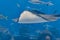 Sting ray swimming underwater. The short-tail stingray or smooth stingray Bathytoshia brevicaudata is a common species of sting-
