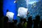 Sting Rays in a Giant Aquarium With Children Watch