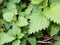 Stinging Nettle