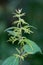 Stinging nettle. Green flowering plant on a dark background