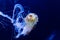 Stinging Nettle Jellyfish Swimming in the Deep Blue Ocean