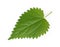 Stinging nettle leaf, Urtica dioica. Herbal remedy.