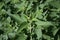 Stinging Nettle Plant