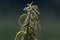 Stinging nettle plant