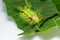 Stinging nettle slug caterpillar , phocoderma velutina moth