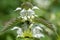 Stinging nettle urtica dioica blossom