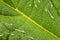 Stinging nettle - Urtica dioica - leaf, microscope detail, transparent sting hairs called trichomes visible, image width