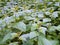 Stinging Nettles (Urtica dioica)