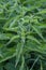 Stinging nettles Urtica dioica in the garden. The plant is also known as common nettle or stinger