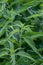 Stinging nettles Urtica dioica in the garden. The plant is also known as common nettle or stinger