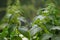 Stinging nettles Urtica dioica growing in a field.