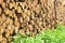 Stinging nettles beside woodpile in forest