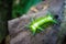 Stinging Slug Caterpillar, Taman Negara national park, Malaysia