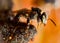 Stingless Bee