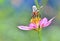 Stingless Bee Collecting Pollen