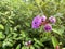 Stingless bee is collecting pollen and nectar on wild Melastoma malabathricum flower