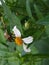 Stingless Bee,Kelulut Bee