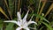 Stingless Bees are Collecting Pollen on White Lily Flower and sucking Nectar